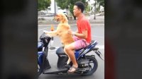 Собака за рулем скутера|Dog Drives A Motorcycle Around The City